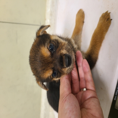 (사)동부동물보호협회_426331202400168